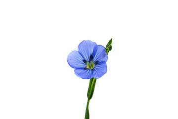 Wall Mural - Flax (linseed) flower over white background