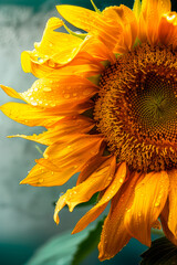 Wall Mural - sunflower flower close up