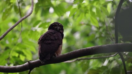 Poster - Spectacled owl in a Costa Rica rainforest