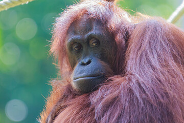 Wall Mural - orangutans or pongo pygmaeus is the only asian great found on the island of Borneo and Sumatra