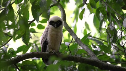 Canvas Print - Spectacled owl in a Costa Rica rainforest