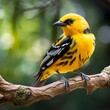 illustration of a yellow and black bird perched on a branch by Charl, Generative ai