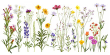 Wildflowers And Herbs Isolated On White Background. Vector Illustration. Clip Art Set. Watercolor. Hand Drawn.