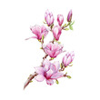 Magnolia branch with flowers watercolor illustration. Hand painted vintage style spring tender blossoms on the twig.