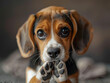 A repentant beagle puppy with 