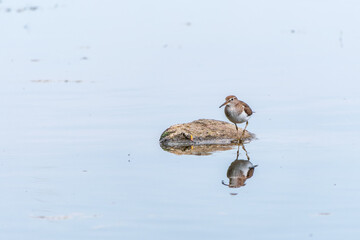 Wall Mural - Common sandpiper, Actitis hypoleucos, resting lake shore with reflection in water.