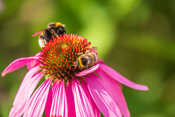 Wall Mural - A closeup shot of a bee collecting pollen on a purple echinacea flower