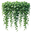 green ivy growing on a wall
