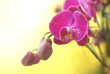 Purple beautiful orchid flowers phalenopsis artistic template on yellow background