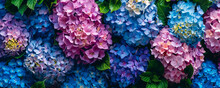 Beautiful Colorful Hydrangea Flowers As Background, Top View Too