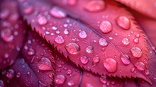   Red Leaf With Water Droplets And Foliage On The Other Side