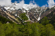 Tall trees and forest in front of steep, snowy mountain peaks (Japanese Alps, Nagano)