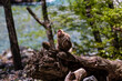 Japanese Snow Monkey on an old, fallen tree next to a river in Kamikochi, Nagano Prefecture