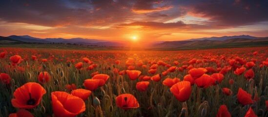 Poster - Vibrant red poppies blanket a field under the warm glow of the setting sun, with majestic mountains in the distance