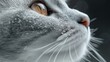   A tight shot of a cat's visage, adorned with snowflakes on its fur and peering eyes