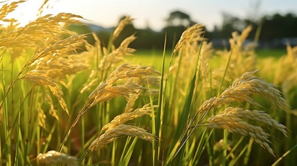 Wall Mural - Rice field with blue sky, close up of golden ears of rice