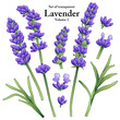 A series of isolated flower in cute hand drawn style. Lavender in vivid colors on transparent background. Drawing of floral elements for coloring book or fragrance design. Volume 1.