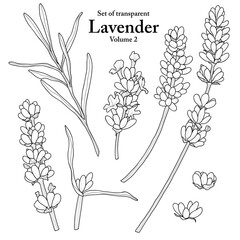 Wall Mural - A series of isolated flower in cute hand drawn style. Lavender in black outline and white plain on transparent background. Drawing of floral elements for coloring book or fragrance design. Volume 2.