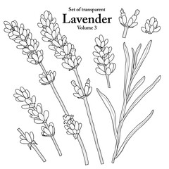 Wall Mural - A series of isolated flower in cute hand drawn style. Lavender in black outline and white plain on transparent background. Drawing of floral elements for coloring book or fragrance design. Volume 3.