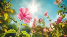 Pretty Pink Flower With Bright Sun Background ,Generative Ai, 