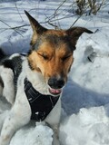 Fototapeta Do akwarium - Собака в снегу 
