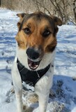 Fototapeta Do akwarium - dog in snow