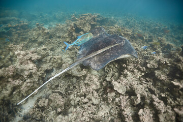 Stingray dasyatis pastinaca swimming on coral reef