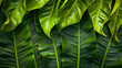 close up ti leaves, green leis or as decorative elements in lei designs.