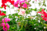 Fototapeta Koty - Beautiful geranium flower.