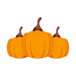 Vector illustration of pumpkins on white background