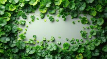   A Collection Of Green, Leafy Plants Against A Gray Backdrop Text Space In Image Center