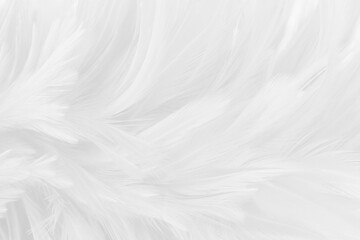 beautiful white grey bird feathers pattern texture background.