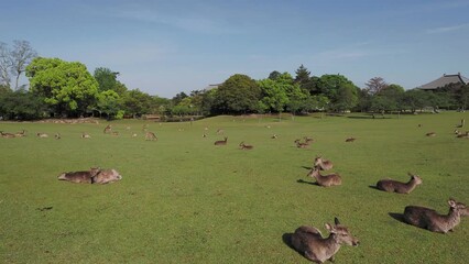 Poster - 鹿の群れが休む奈良公園春日野園地の風景