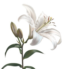 Wall Mural - White flower with stem and leaves