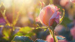 A close-up shot of a delicate pink rosebud unfurling its petals in the warm sunlight of a spring morning. 8K