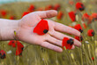 Red poppy flowers in hand on a background of green meadow.