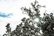 magnolie baum blüte himmel sonne