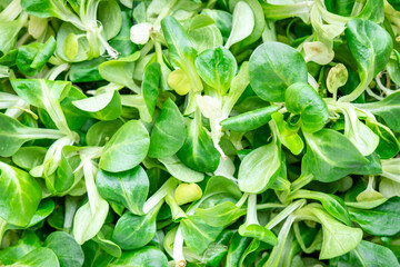 Wall Mural - Corn lamb salad, close-up, green leaves of herbs, top view