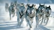 Witness the exhilarating sight of a team of Siberian Huskies mid-run
