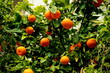 Orangenbäume auf Mallorca