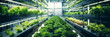 Vertical farming, growing plants in water under artificial lighting, indoors, Sustainable agriculture, food concept.