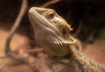 Wall Mural - Closeup of a bearded dragon in the terrarium at the zoo