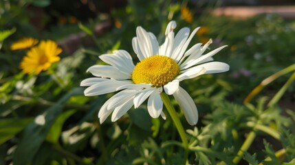 Poster - The white and yellow daisy blooms in the garden during the summer.