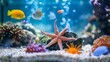 A starfish in a fish tank on sand