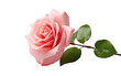 © yousaf - A single pink rose stands gracefully against a backdrop of vibrant green leaves on a pristine white surface