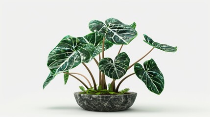 Poster - Rare Plants ALOCASIA FRYDEK With Realistic Design