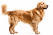 Beautiful golden Retriever standing against a white background