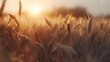 A picturesque sunset illuminates a vast field of golden wheat,