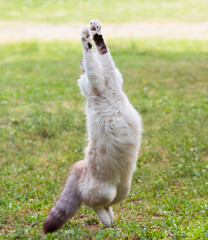 Sticker - ragdoll cat in garden