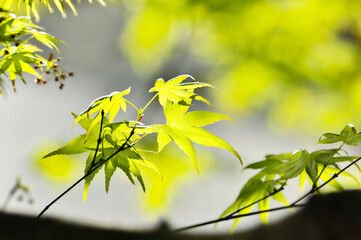 Wall Mural -  green maple leaves in spring